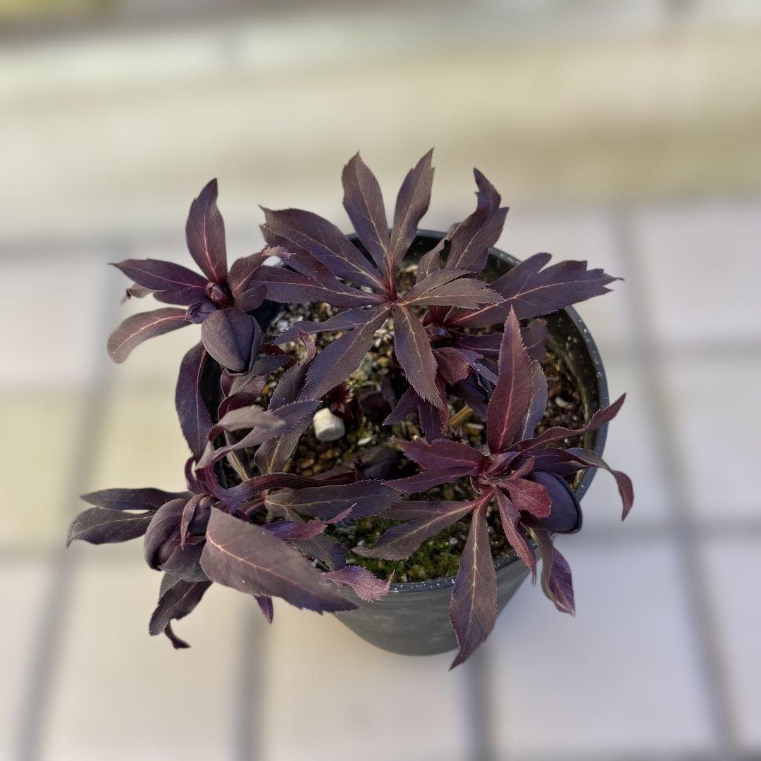 まい　ブラックマジック整形広瀬園芸　クリスマスローズ　開花株　匿名発送