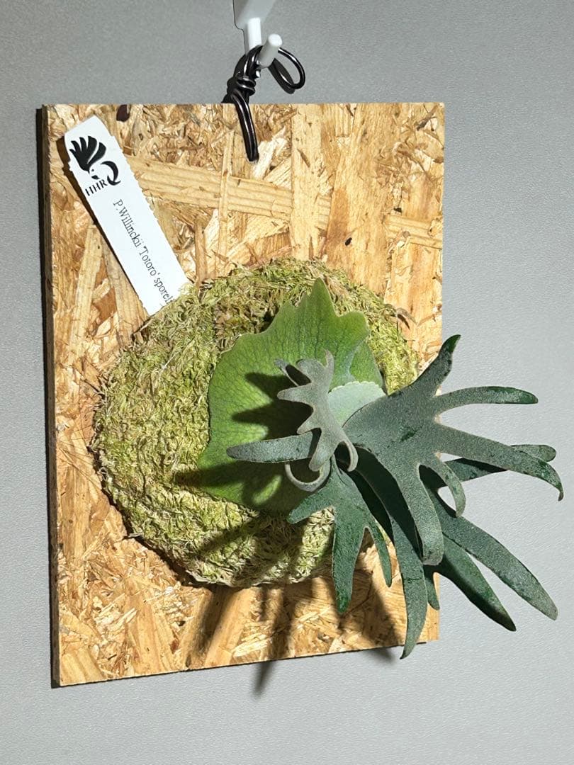 ビカクシダ Yellow moon dwarf Totoro sporeling[M-60]