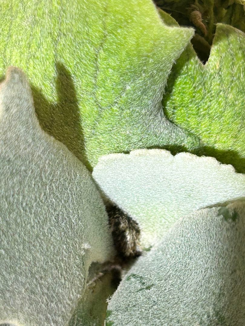 ビカクシダ Yellow moon dwarf Totoro sporeling[M-60]