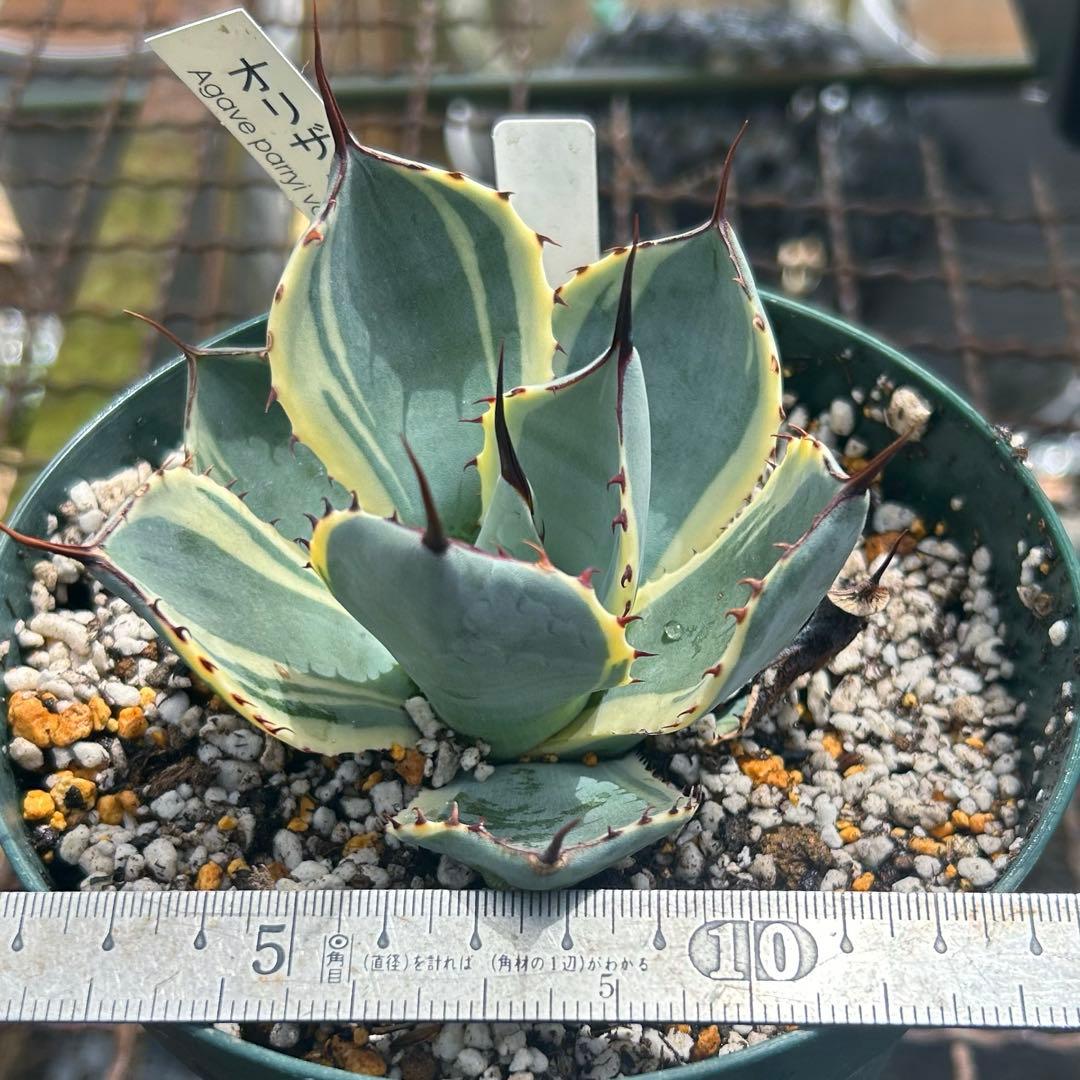 厳選・美斑苗‼️アガベ　パリー　オリザバ　鉢付きメルカリ便　大苗