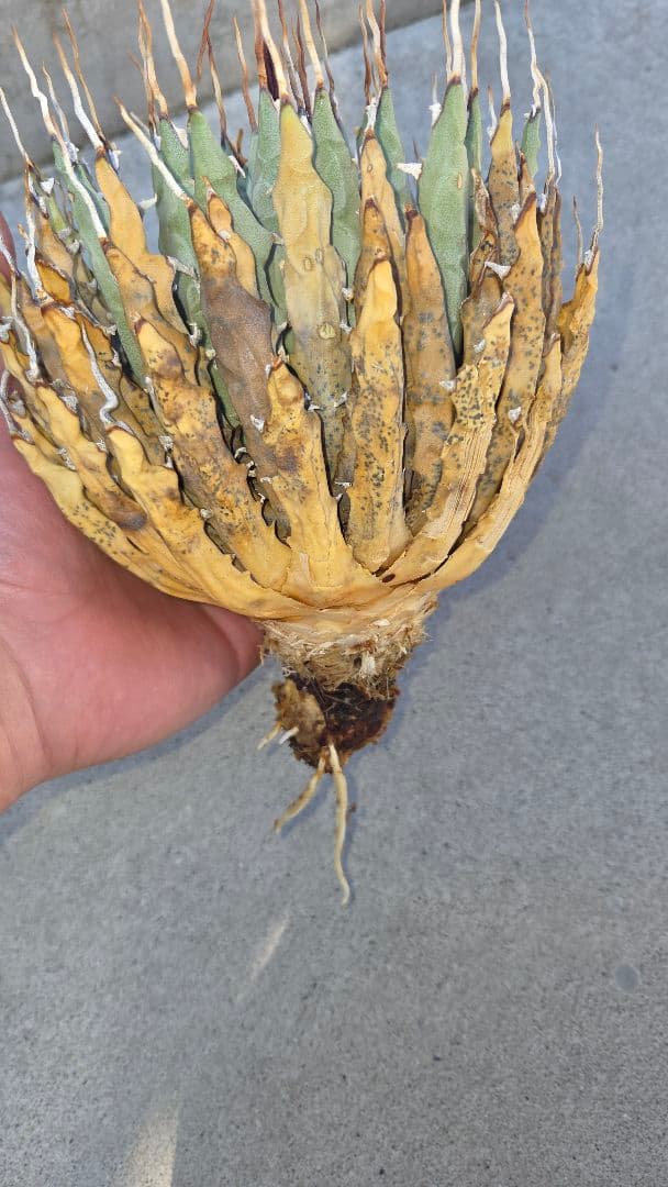 アガベ　ユタエンシス　エボリスピナ　陽炎　発根済