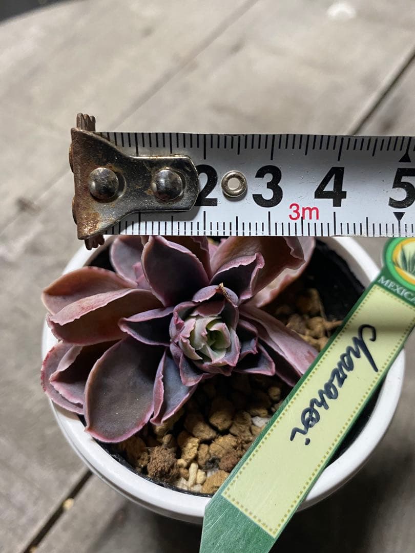 リクエスト出品　3頭チャザロイ　原種　Chazaroi エケベリア 紫色