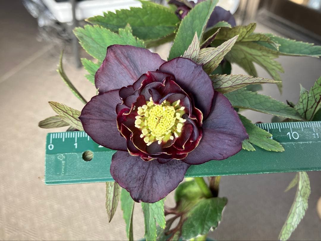 ユキノリ クリスマスローズ wa26-1