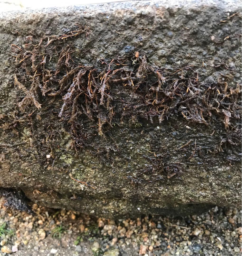 【六角水鉢・蹲・茶庭】庭石・オブジェ・置物・ガーデニング・バードバス