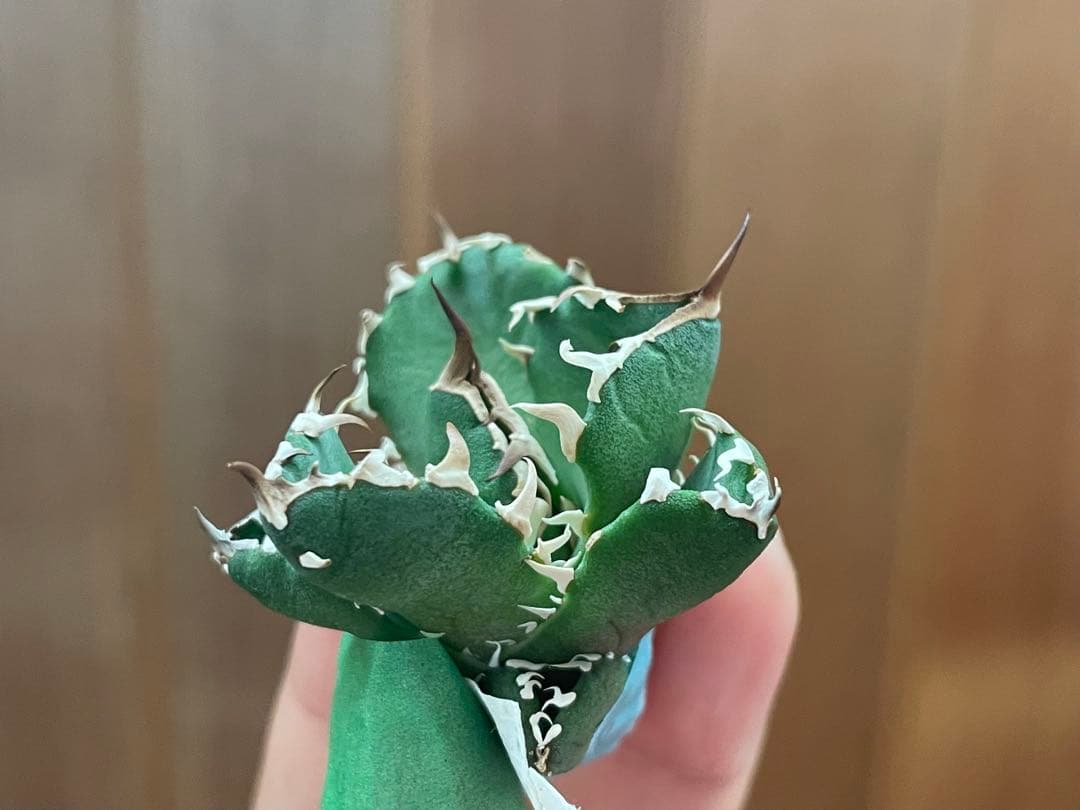 【REZA産】イラン株　選抜　アガベ　　NOVA ノヴァ　天芽　12月便