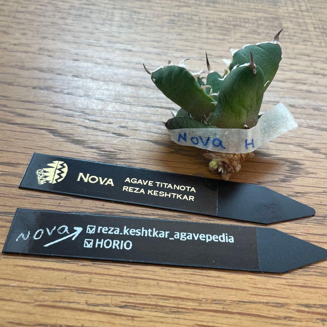 【REZA産】イラン株　選抜　アガベ　　NOVA ノヴァ　天芽　12月便