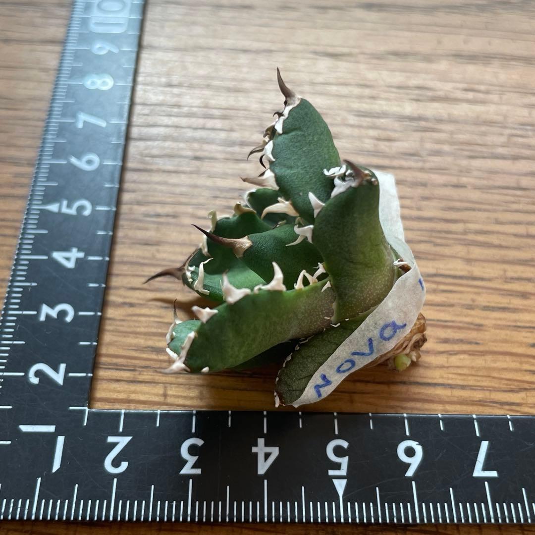 【REZA産】イラン株　選抜　アガベ　　NOVA ノヴァ　天芽　12月便