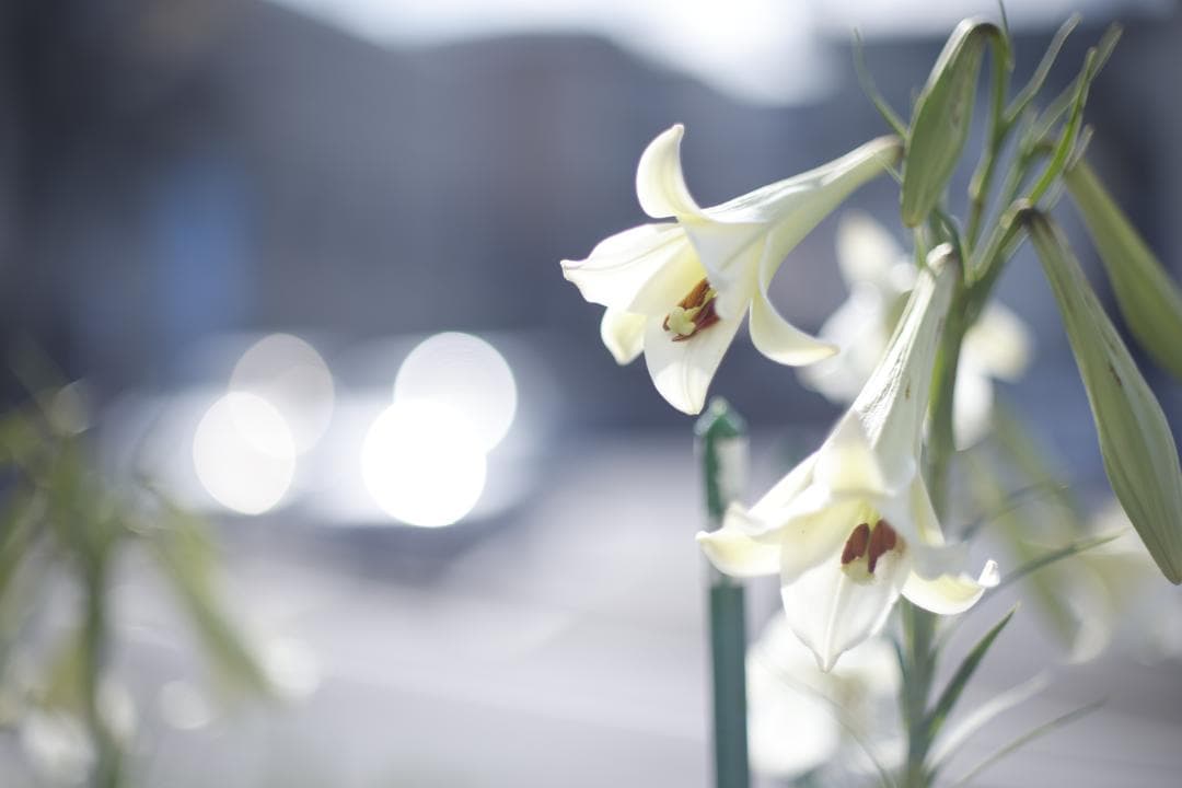 FD55mm F1.2 S.S.C. アスフェリカル