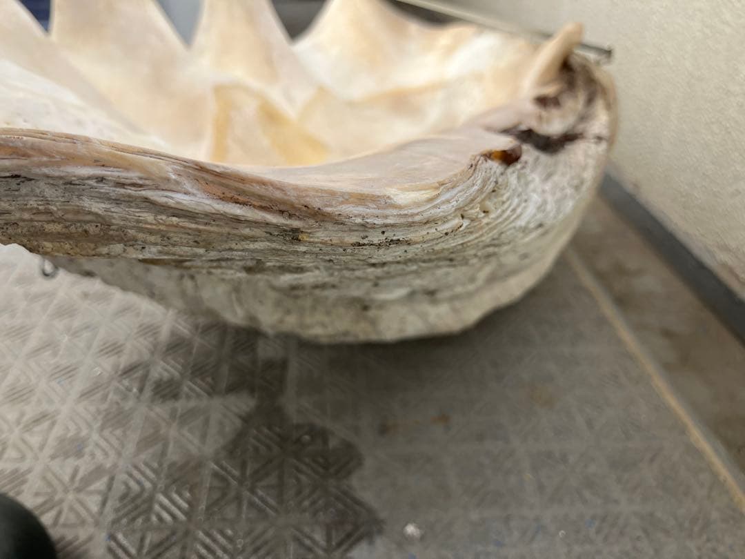 特大シャコガイ 70オーバー希少品 直接引き取り限定