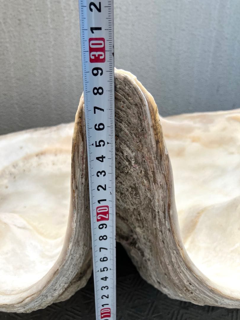 特大シャコガイ 70オーバー希少品 直接引き取り限定