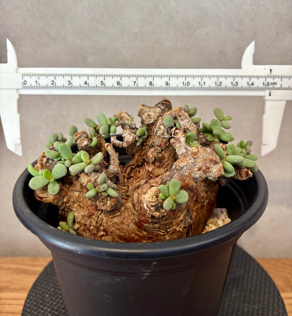 【大株】ケラリア・ピグマエア（Ceraria pygmaea）鉢ごと　発根済み