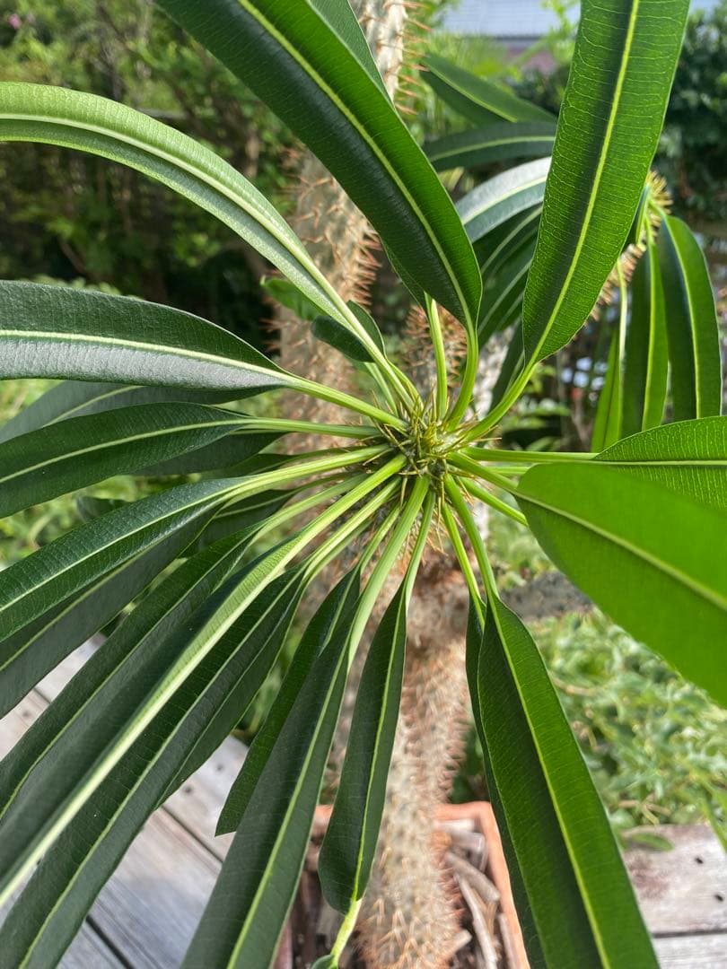 パキポディウム ラメレイ (ラメレー)120cm多肉植物 存在感あります！