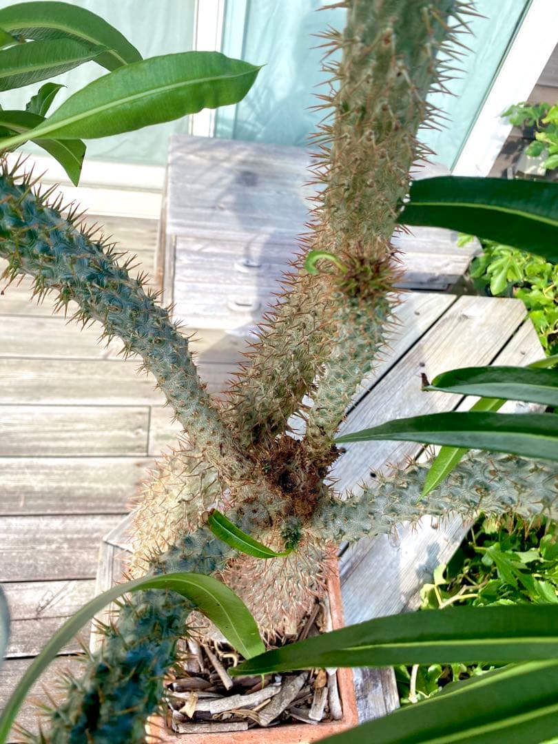 パキポディウム ラメレイ (ラメレー)120cm多肉植物 存在感あります！