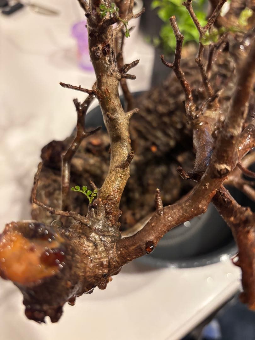 k*♡様 オペルクリカリアパキプス　発根管理中株