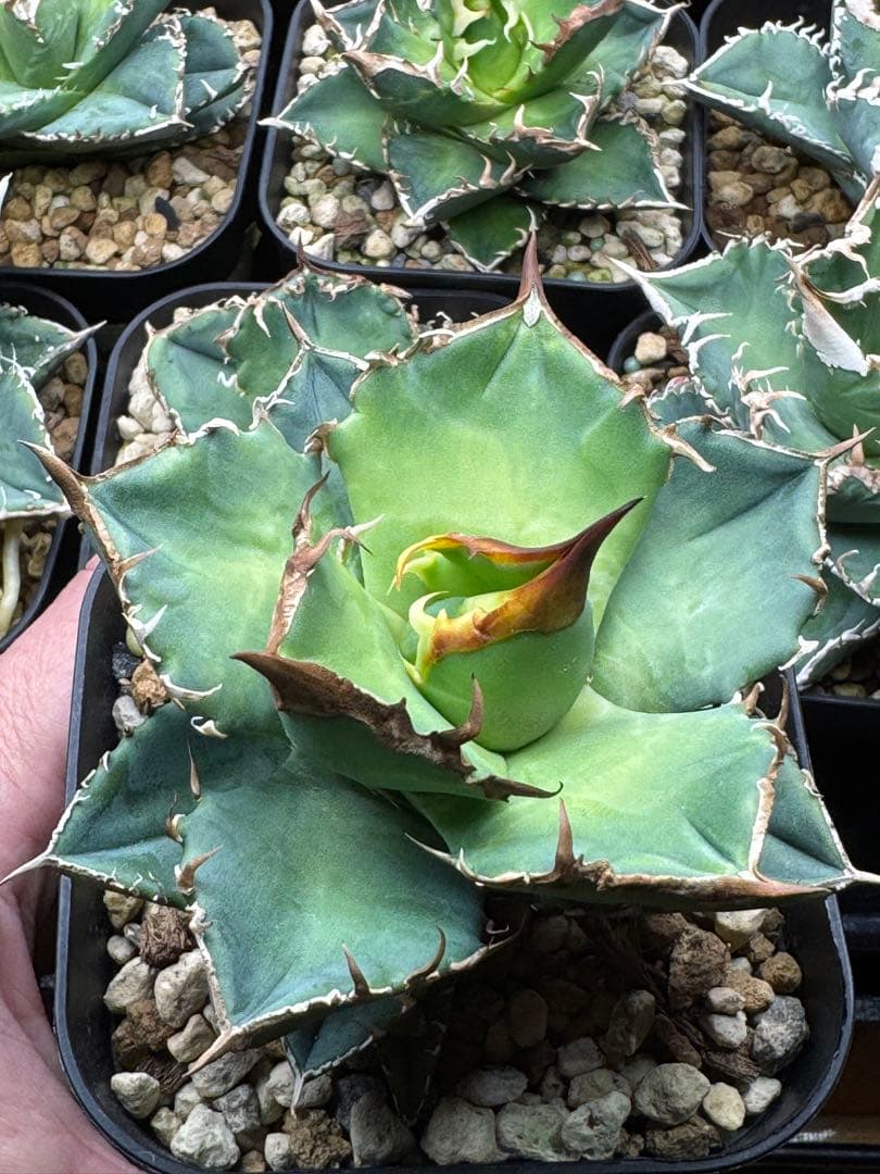 アガベ　チタノタ　白犀牛　（室内LED）