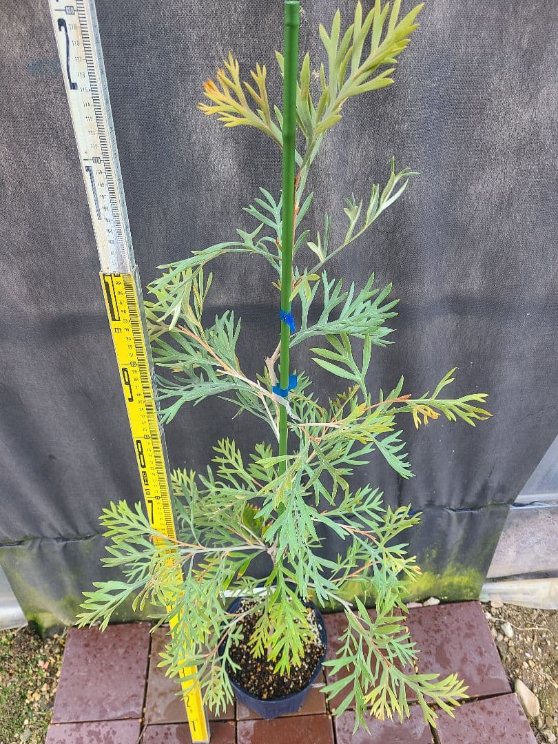 ②グレビレア ドローシーゴードン(ドーンパープル)7号鉢大株