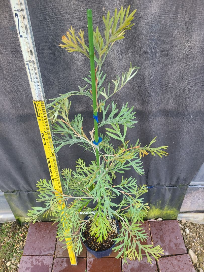 ②グレビレア ドローシーゴードン(ドーンパープル)7号鉢大株