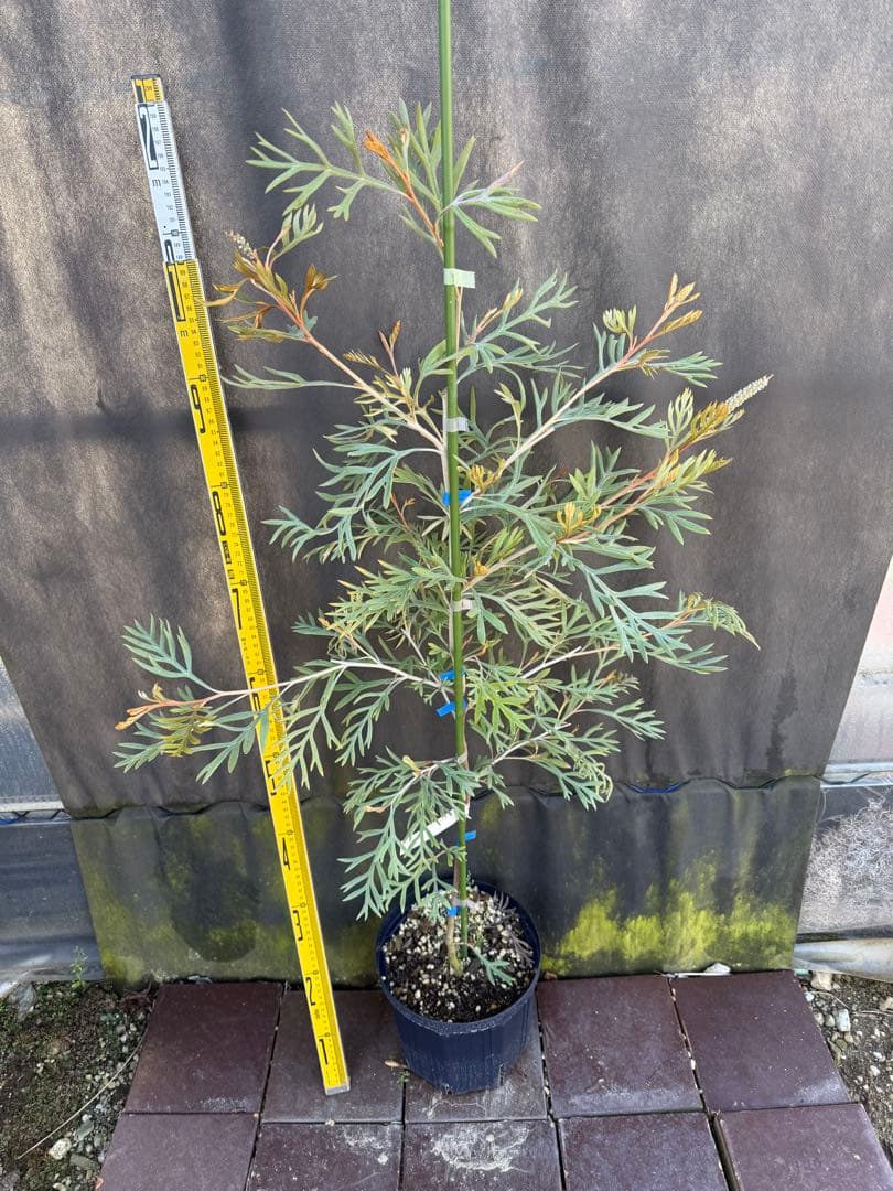 ②グレビレア ドローシーゴードン(ドーンパープル)7号鉢大株