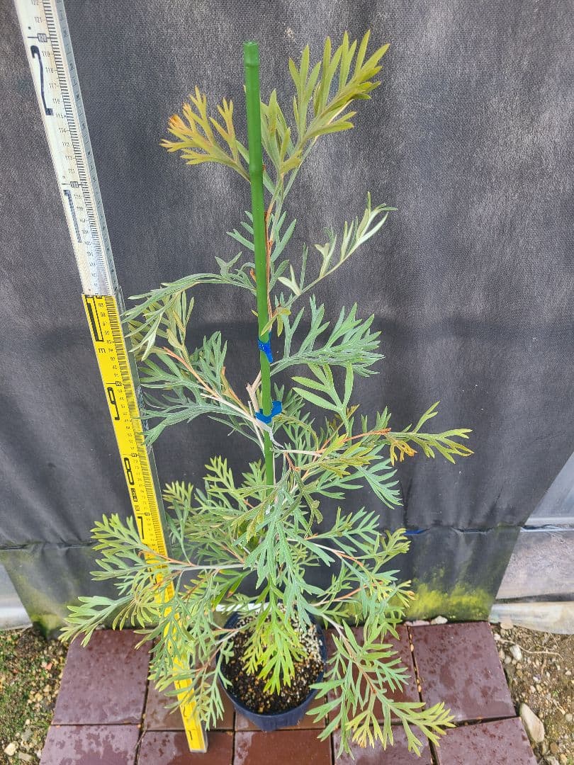 ②グレビレア ドローシーゴードン(ドーンパープル)7号鉢大株