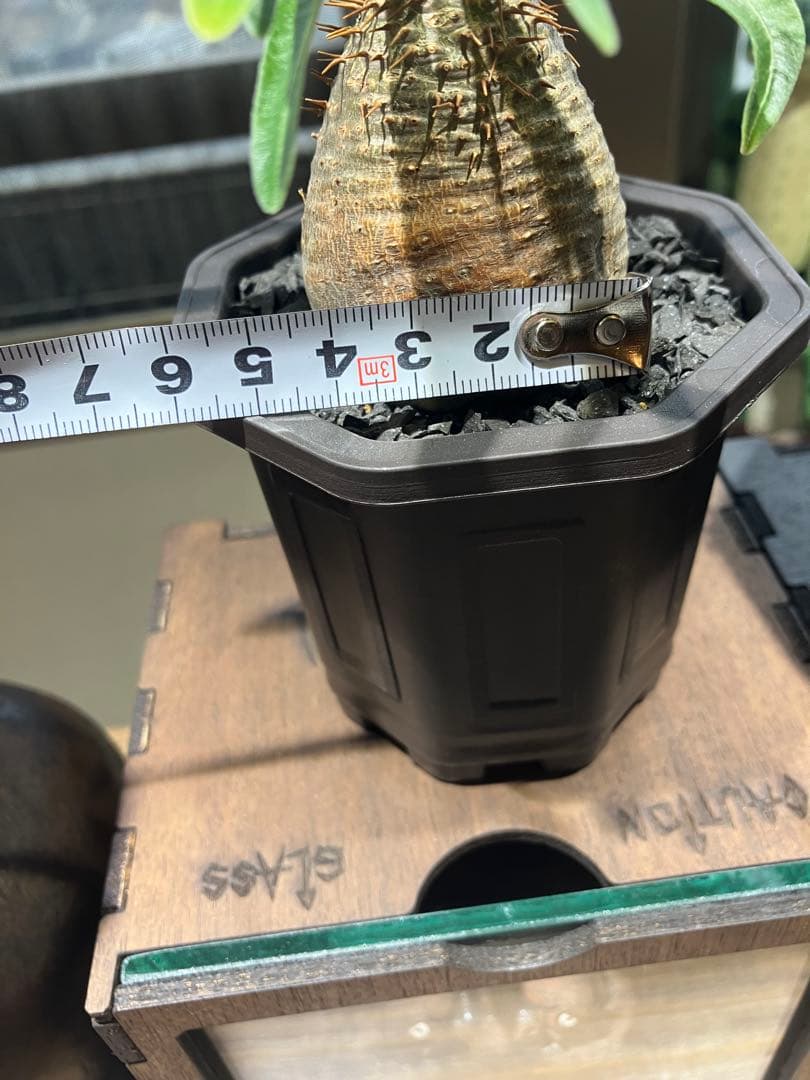 塊根植物・コーデックス s...