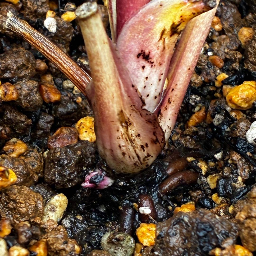 オ*ン様 3440☘️花、タグ付☘️かぐや姫⭐️爽やか強香⭐️コロコロ⭐️加藤農