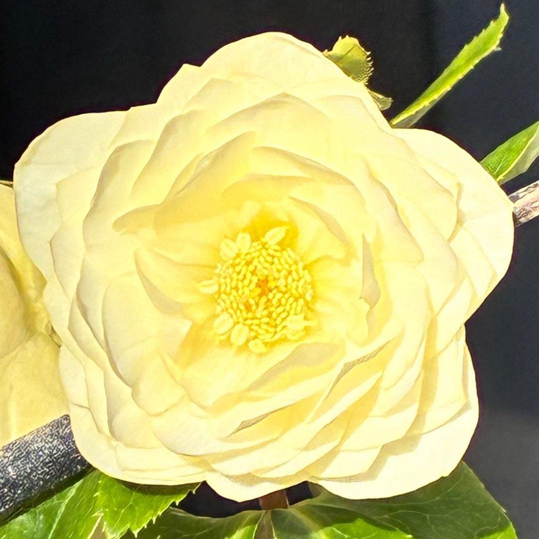 オ*ン様 3440☘️花、タグ付☘️かぐや姫⭐️爽やか強香⭐️コロコロ⭐️加藤農