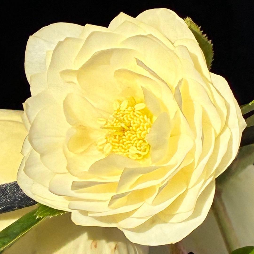 オ*ン様 3440☘️花、タグ付☘️かぐや姫⭐️爽やか強香⭐️コロコロ⭐️加藤農