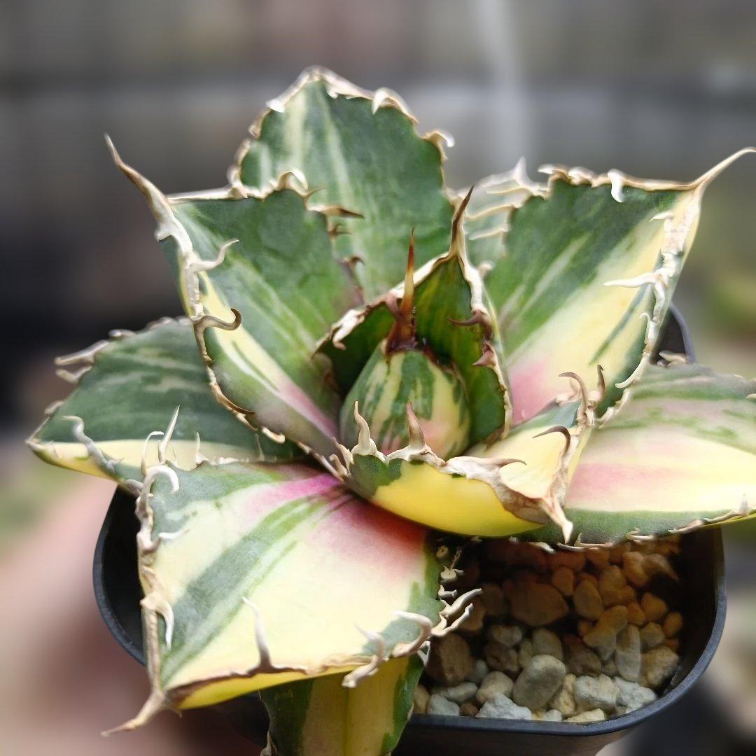 アガベ　チタノタ　白鯨　白鯨錦　縞斑　乱れ斑