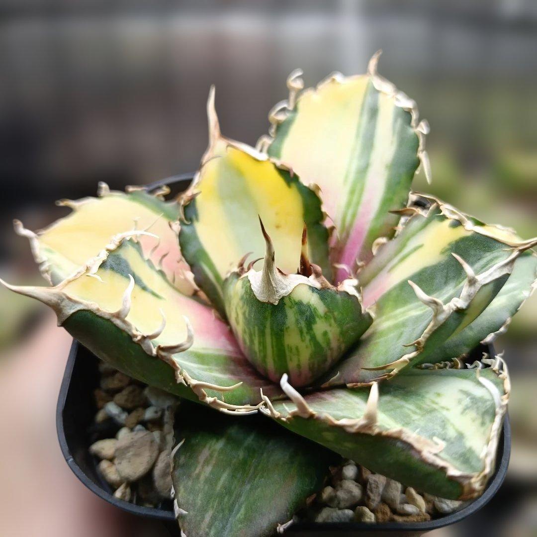 アガベ　チタノタ　白鯨　白鯨錦　縞斑　乱れ斑