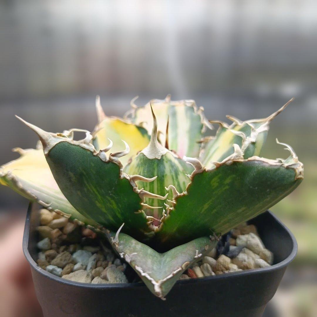 アガベ　チタノタ　白鯨　白鯨錦　縞斑　乱れ斑