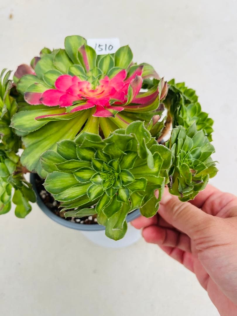 アエオニウム　チホァ（知否）群生株　#1510 メルカル便発送