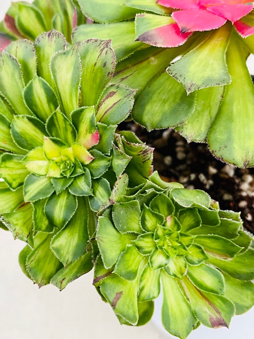 アエオニウム　チホァ（知否）群生株　#1510 メルカル便発送