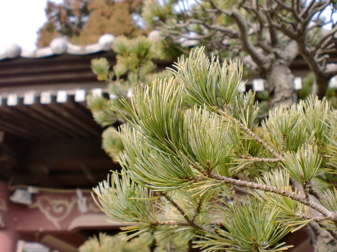 実写美⭕️【動作確認済み】CASIO EXILIM EX-Z90