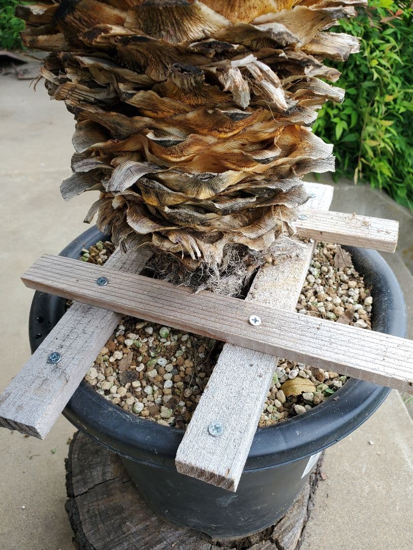 ユッカ　マルデヌベス　ver.リギダ②