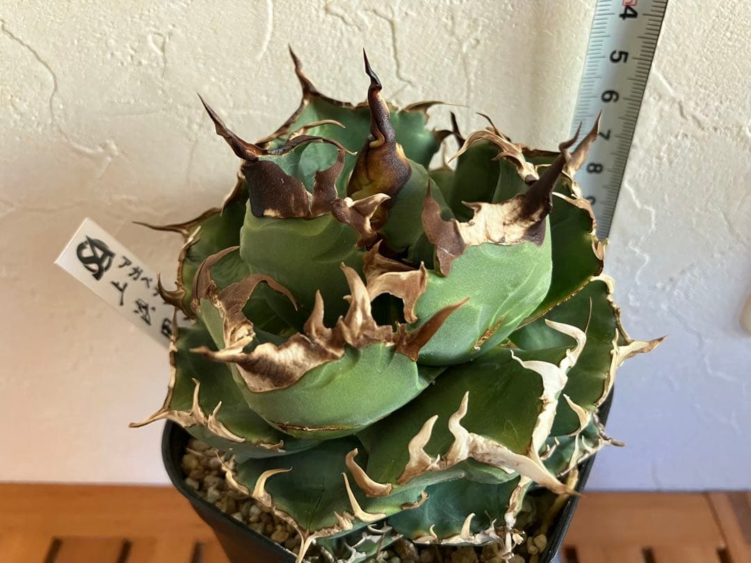 アガべチタノタ 魔丸【上澳園芸】子株付【ボール型・極太幅広短葉・極太鋸歯】