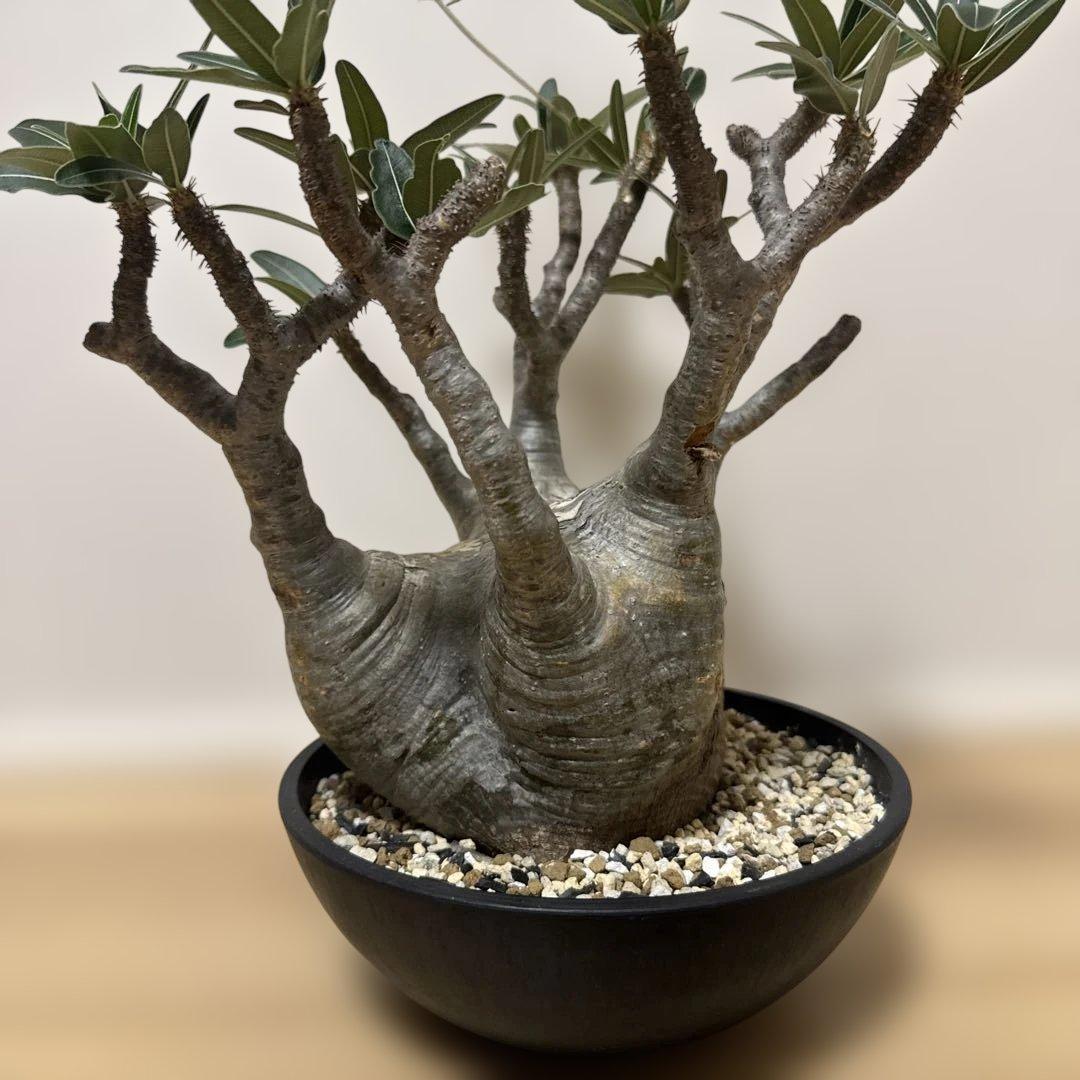 こ*す様 パキポデュウム グラキリス 発根済み 現地球