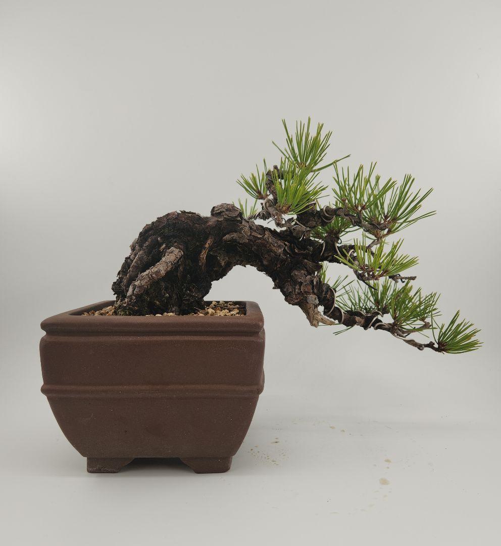 小品 懸崖 赤松真柏盆栽 五葉松盆栽 真柏盆栽 懸崖 真柏 黒松 赤松 五葉松