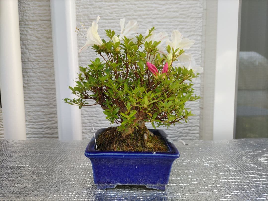 皐月　　品種、明美の月　　早い者勝ち