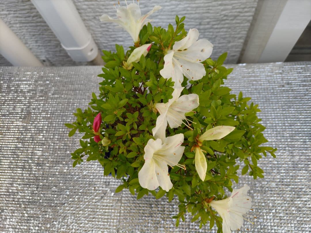 皐月　　品種、明美の月　　早い者勝ち