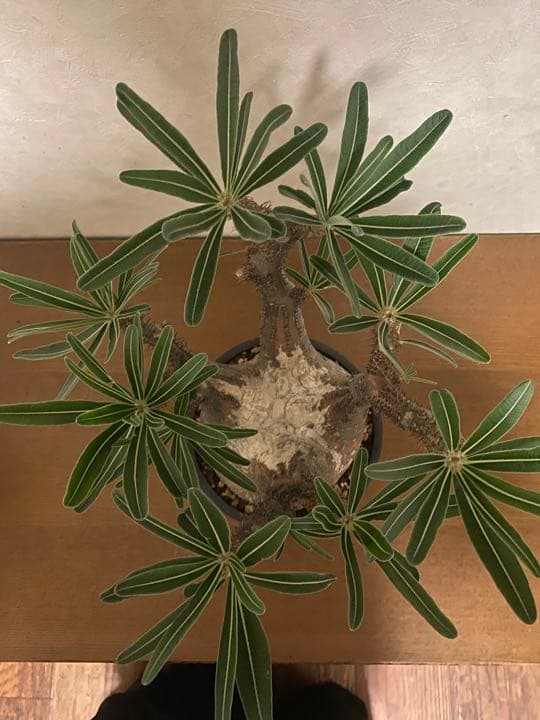 パキポディウム　グラキリス　現地球