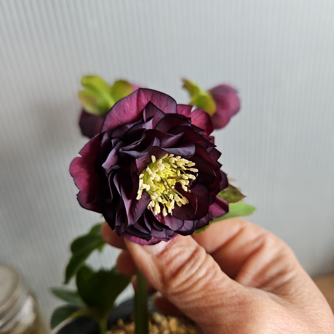 ㉖-447クリスマスローズ