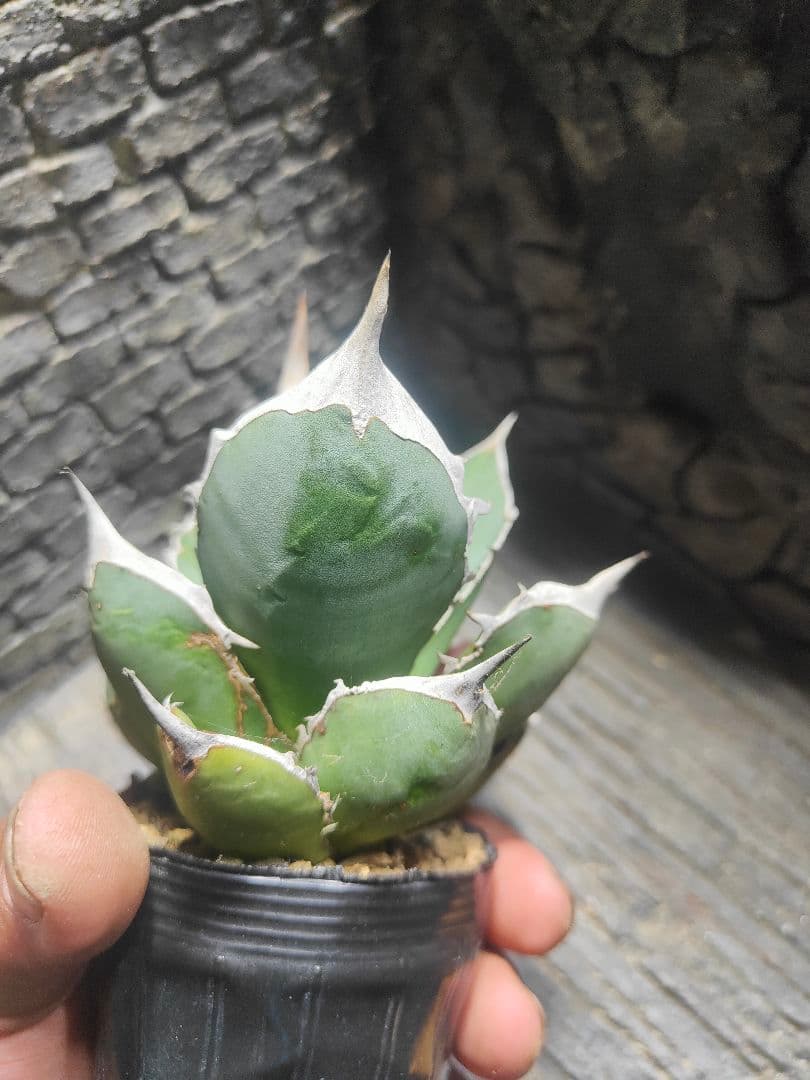 アガベ　チタノタ　実生　選抜　超強刺！！ハウス育成株