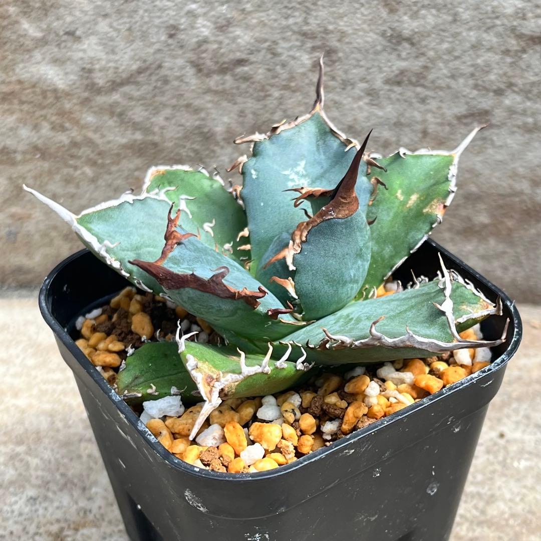 アガベ　チタノタ　黒犀牛　No.002　鉢、送料込　メルカリ便