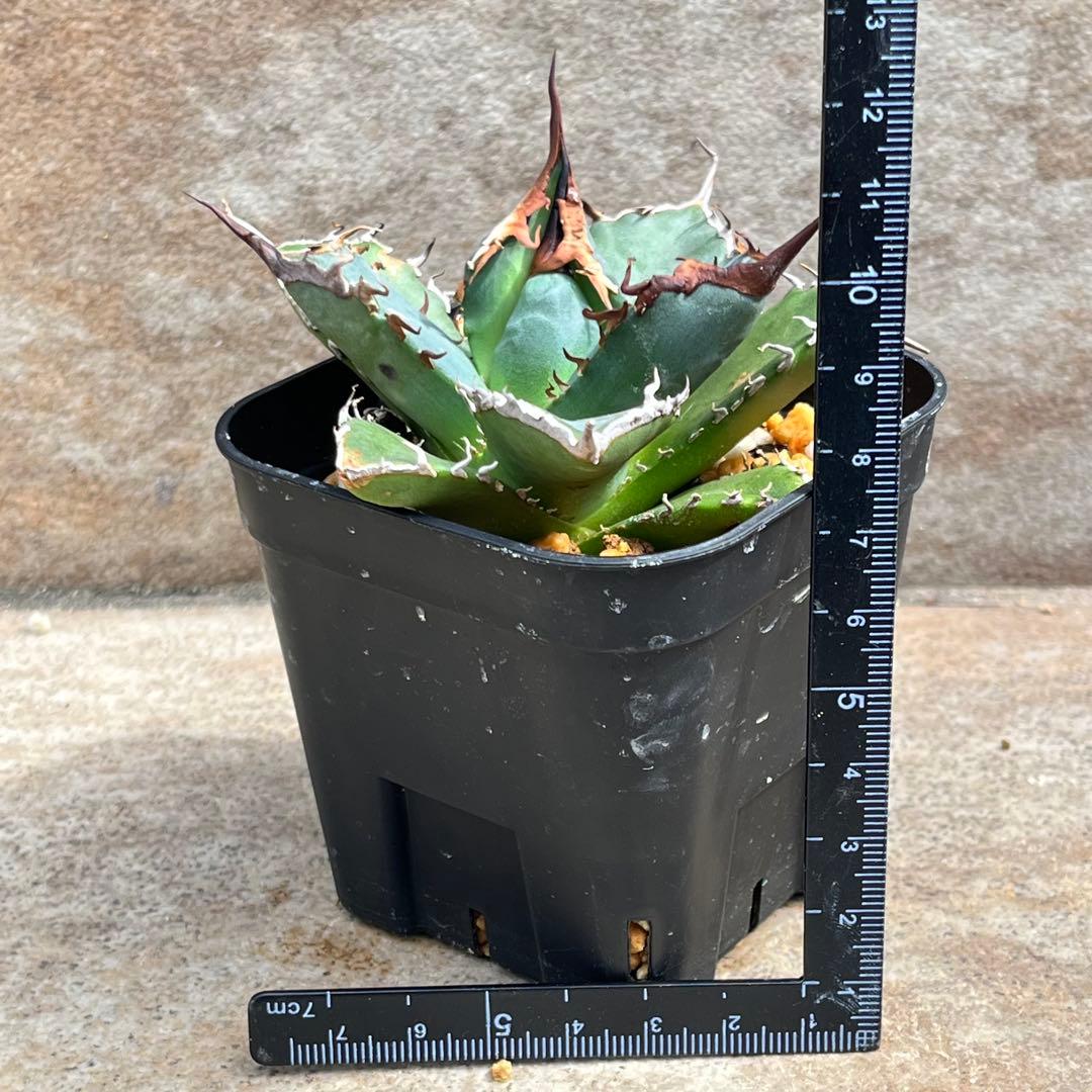 アガベ　チタノタ　黒犀牛　No.002　鉢、送料込　メルカリ便