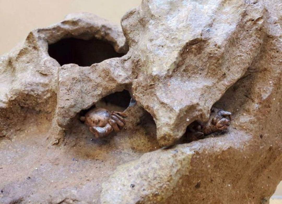 特殊な鉢　山野草鉢　盆栽鉢　高さ20 センチ　No.124