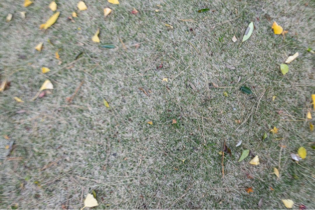 ジャンク　Canon RF35mm F1.8 MACRO IS STM