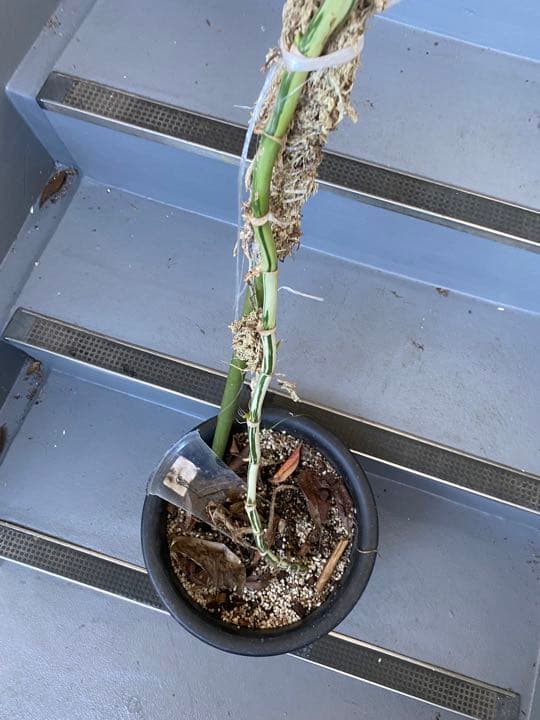 マドカズラ斑入り30節　新芽いっぱい