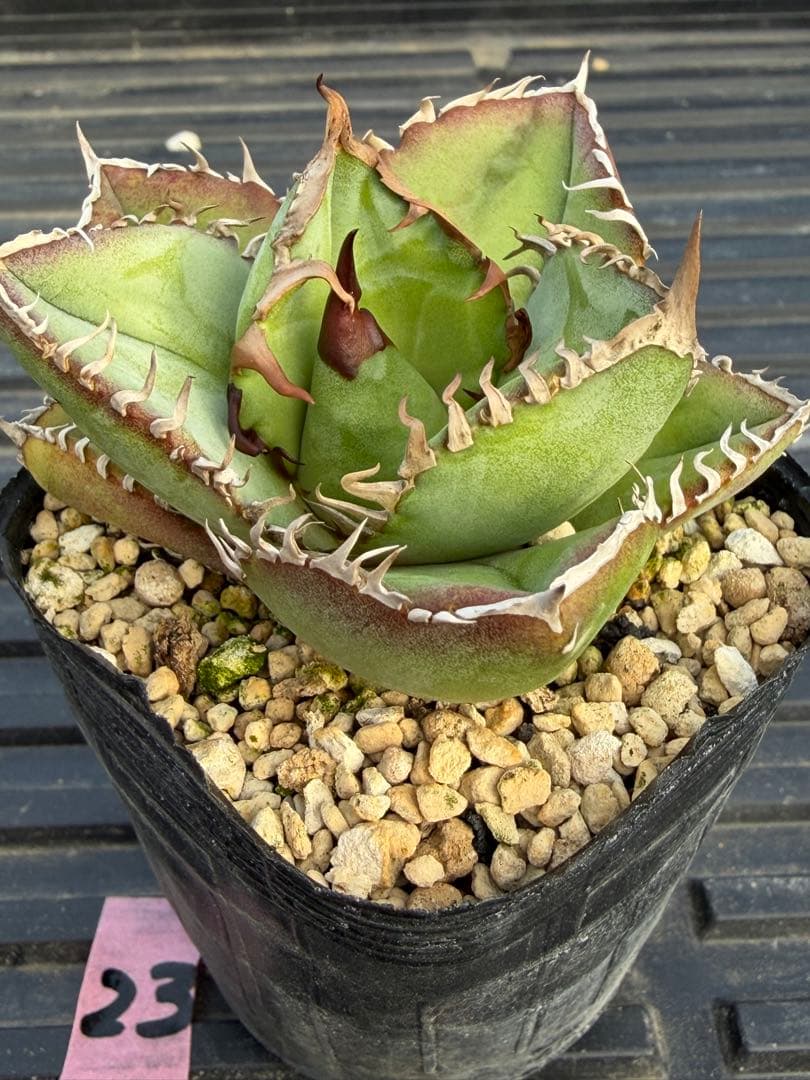 オテロイ　実生コレクション株23