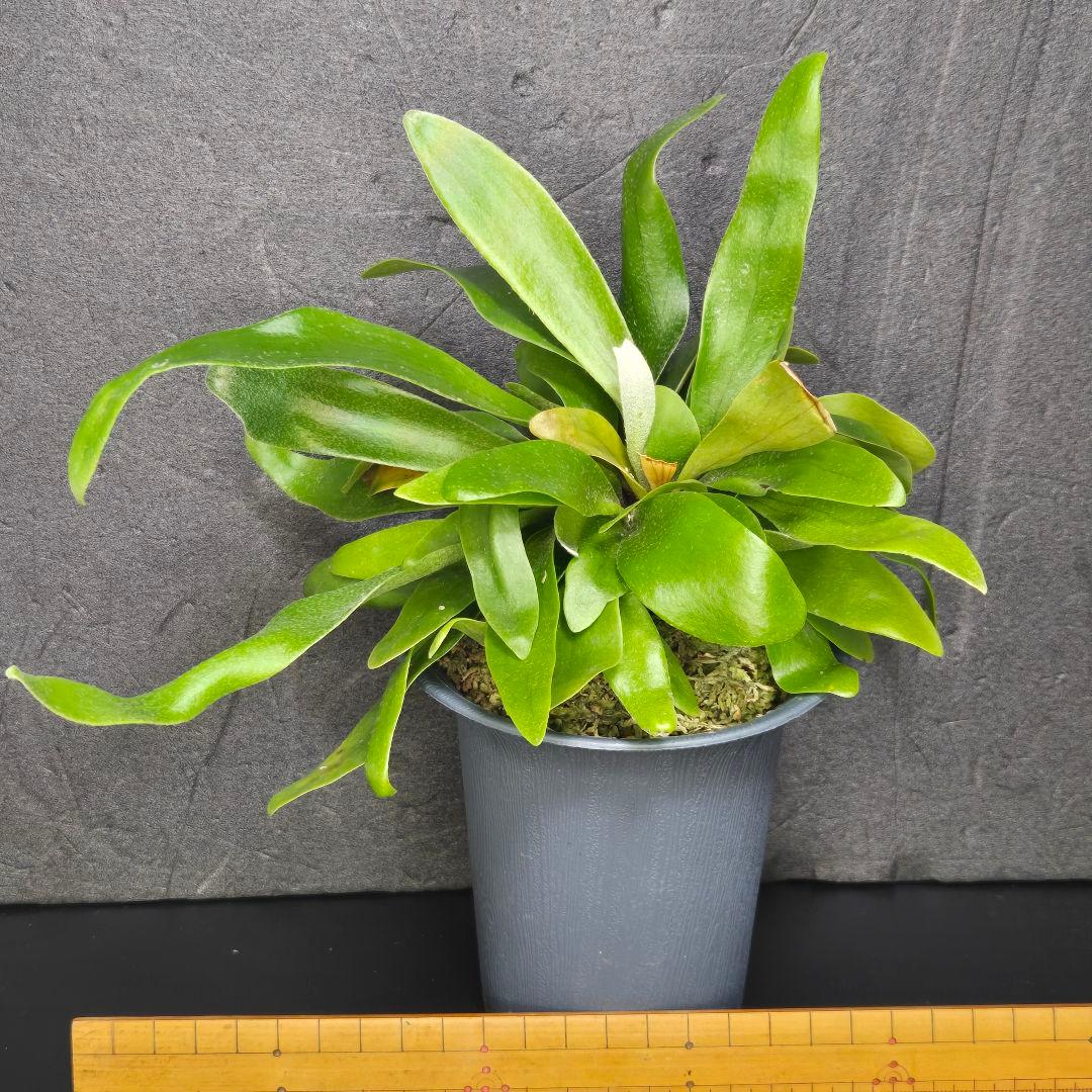 サンメリのビカクシダ【P.ビフルカツム変異個体コモチ】大株！