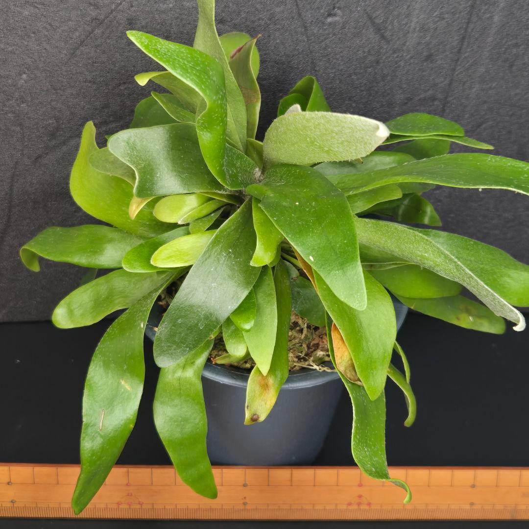 サンメリのビカクシダ【P.ビフルカツム変異個体コモチ】大株！